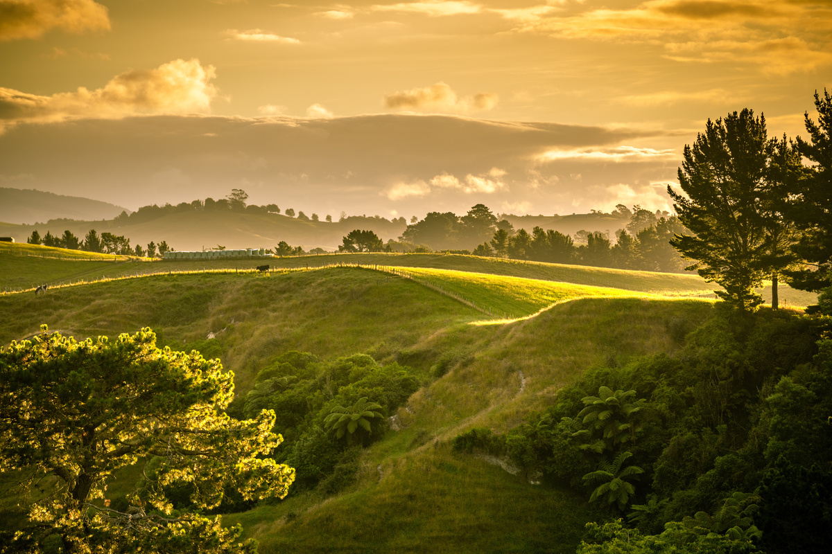 An image of a sunset landscape New Zealand north island